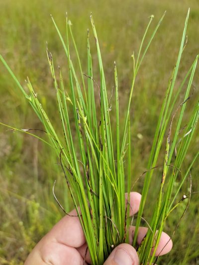 Scleria ciliata, photographed by Jay Horn