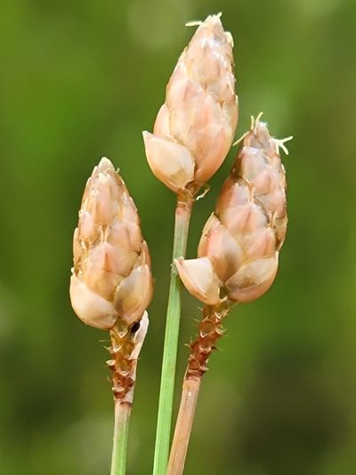 Fimbristylis schoenoides, photographed by Jay Horn