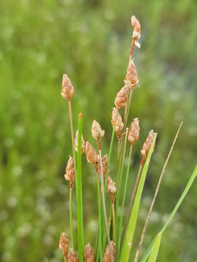 Fimbristylis schoenoides, photographed by Jay Horn