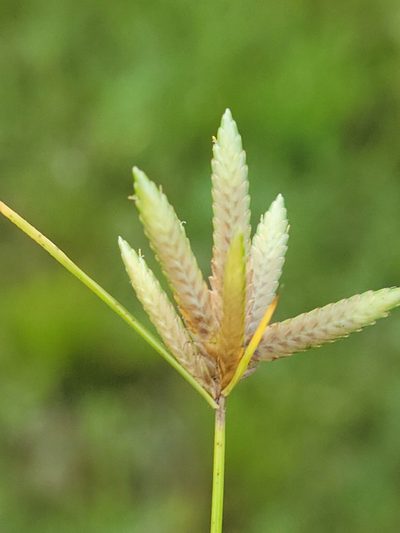 Cyperus lanceolatus, photographed by Jay Horn