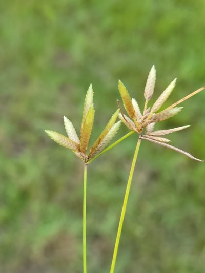 Cyperus lanceolatus, photographed by Jay Horn