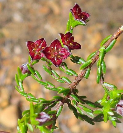 Lachnaea pudens, photographed by Di Turner