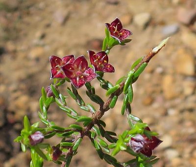 Lachnaea pudens, photographed by Di Turner