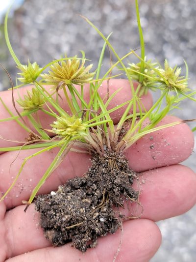 Cyperus pumilus, photographed by Jay Horn