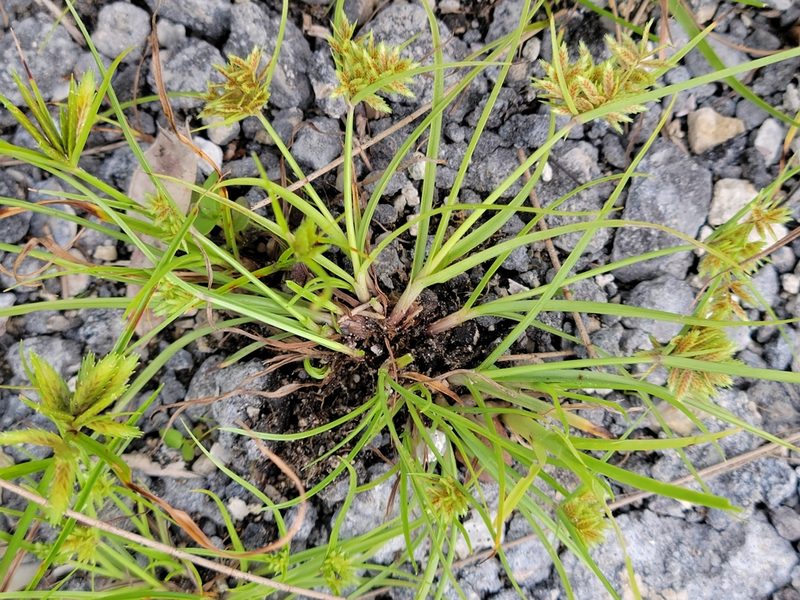 Cyperus pumilus, photographed by Jay Horn