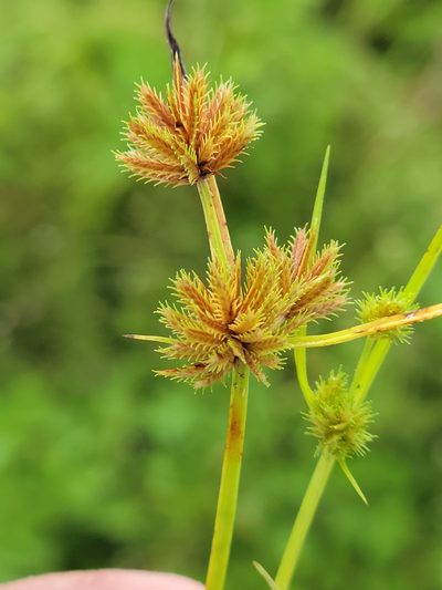 Cyperus cuspidatus, photographed by Jay Horn