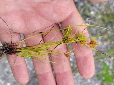 Cyperus cuspidatus, photographed by Jay Horn