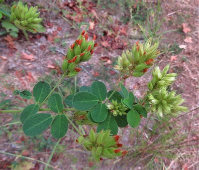 Lespedeza hirta, photographed by Annika Lindqvist
