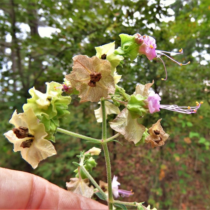 Mirabilis albida, photographed by Annika Lindqvist