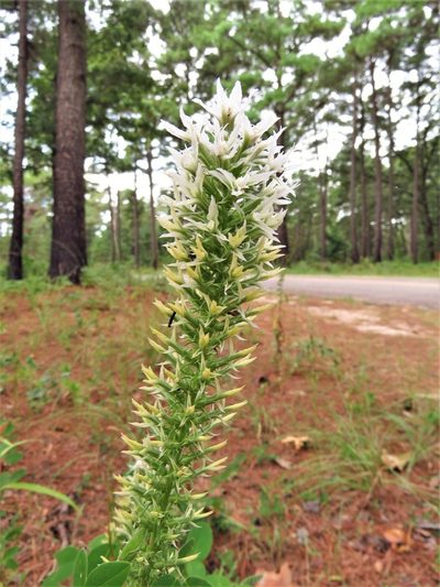 Liatris bridgesii, photographed by Annika Lindqvist