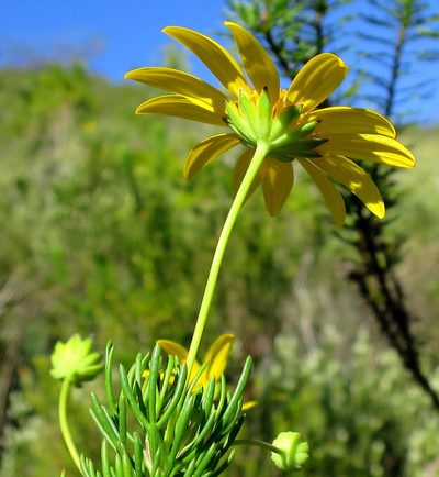 Euryops euryopoides, photographed by Di Turner