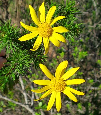Euryops euryopoides, photographed by Di Turner
