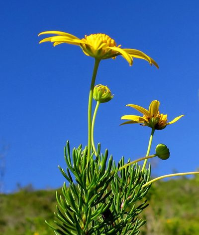Euryops euryopoides, photographed by Di Turner