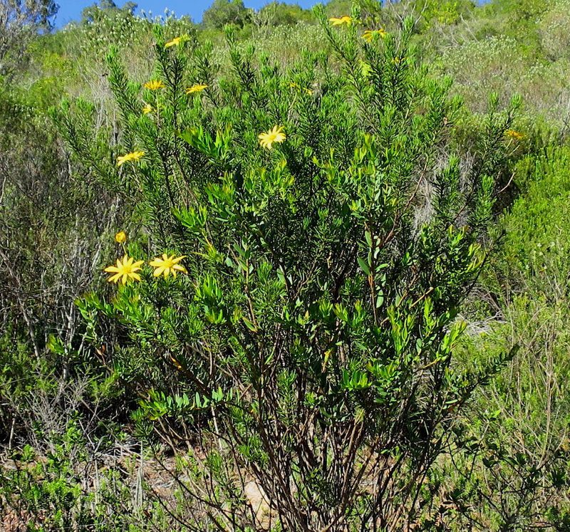 Euryops euryopoides, photographed by Di Turner