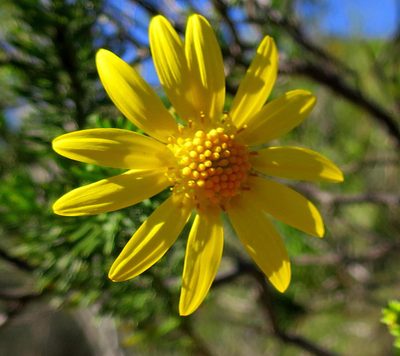 Euryops euryopoides, photographed by Di Turner