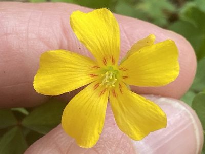 Oxalis macrantha, photographed by Brian Finzel