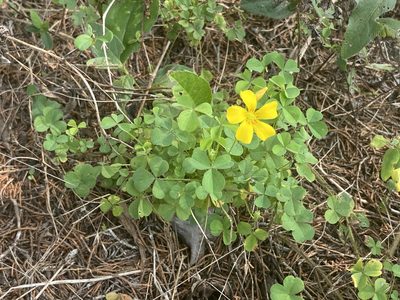 Oxalis macrantha, photographed by Brian Finzel