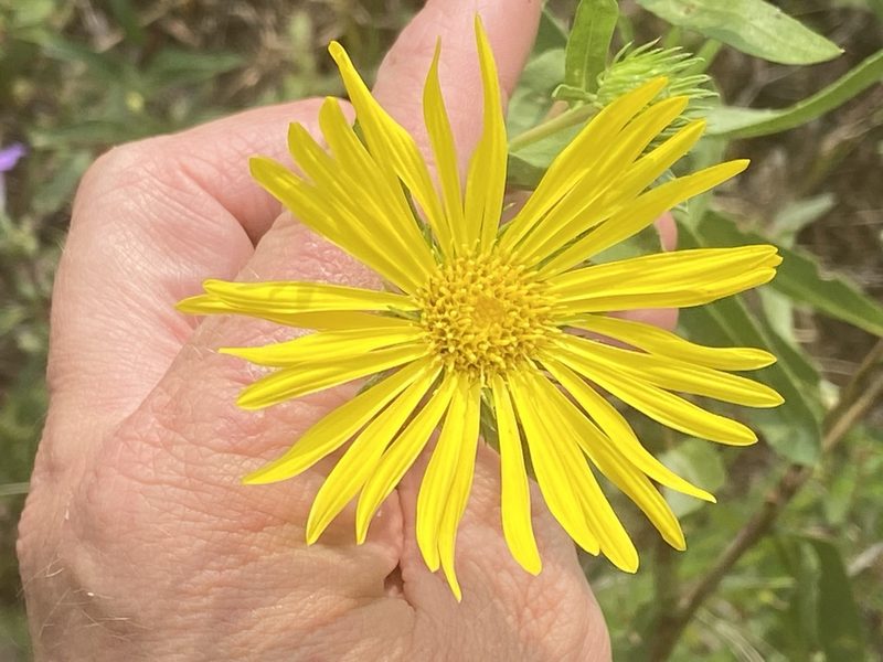 Grindelia lanceolata, photographed by Brian Finzel