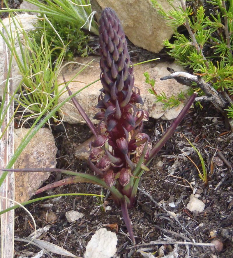 Disa neglecta, photographed by Nicola van Berkel