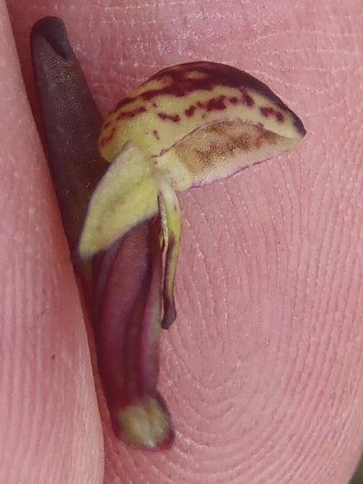 Disa neglecta, photographed by Nicola van Berkel