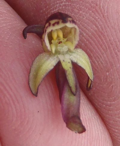 Disa neglecta, photographed by Nicola van Berkel