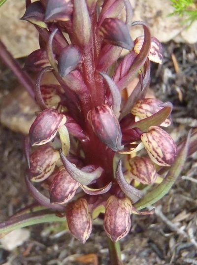 Disa neglecta, photographed by Nicola van Berkel