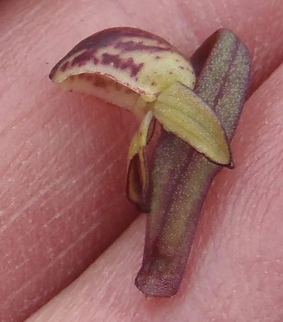 Disa neglecta, photographed by Nicola van Berkel