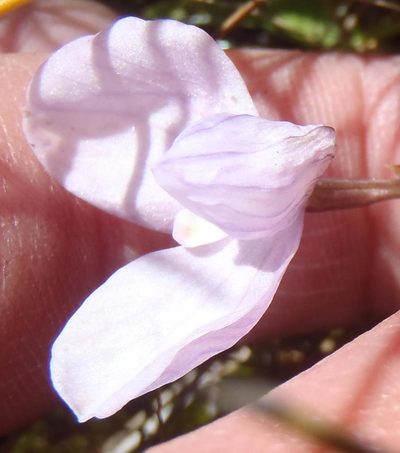 Disa schizodioides, photographed by Nicola van Berkel