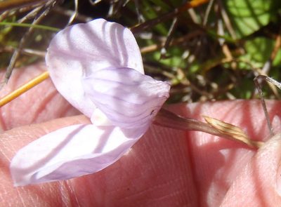 Disa schizodioides, photographed by Nicola van Berkel