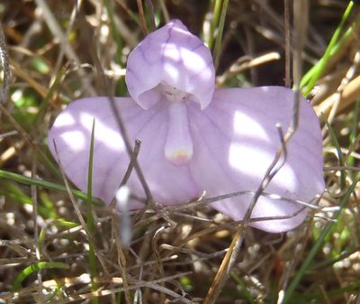Disa schizodioides, photographed by Nicola van Berkel