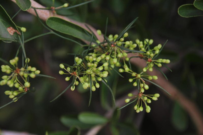 Asparagus subulatus, photographed by Tony Rebelo