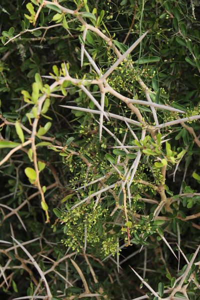 Asparagus subulatus, photographed by Tony Rebelo
