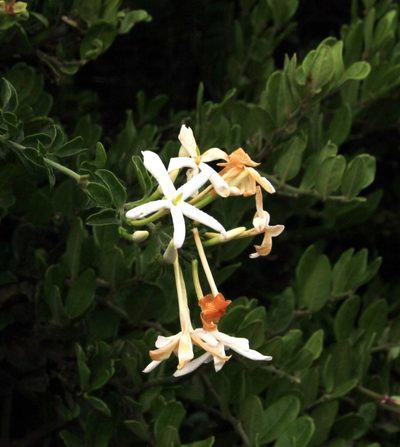 Jasminum angulare, photographed by Tony Rebelo