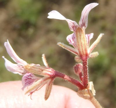 Pelargonium dolomiticum, photographed by Nicola van Berkel