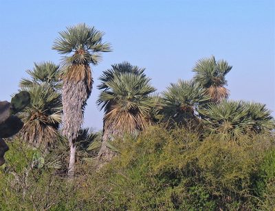 Trithrinax campestris, photographed by Hugo Hulsberg