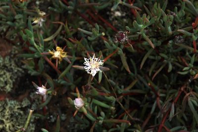 Lampranthus stayneri, photographed by Tony Rebelo