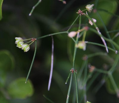 Asparagus subulatus, photographed by Tony Rebelo