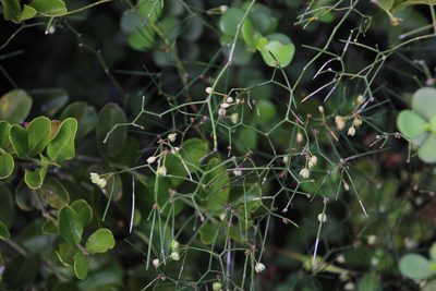 Asparagus subulatus, photographed by Tony Rebelo