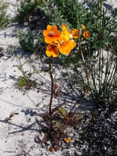 Nemesia strumosa, photographed by Chris Vynbos