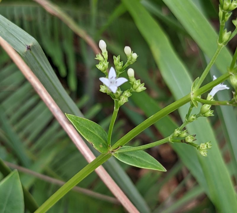 Hedyotis acutangula, photographed by portioid