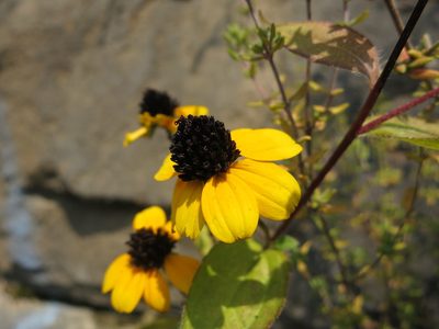 Rudbeckia triloba, photographed by Alby Penney
