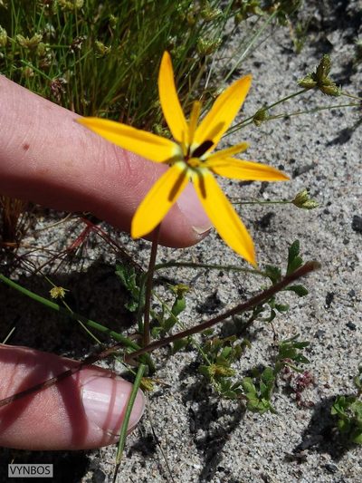 Pauridia linearis, photographed by Chris Vynbos