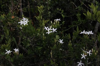 Jasminum angulare, photographed by Tony Rebelo