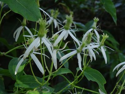 Clematis glycinoides, photographed by Gary Williams