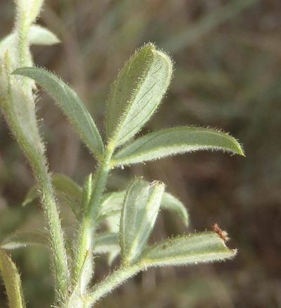 Stylosanthes fruticosa, photographed by Nicola van Berkel