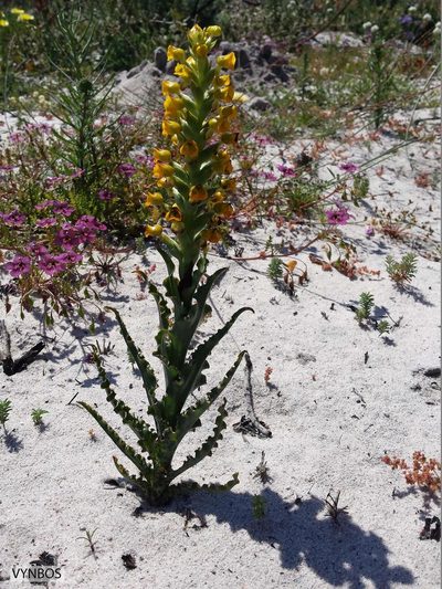 Corycium crispum, photographed by Chris Vynbos