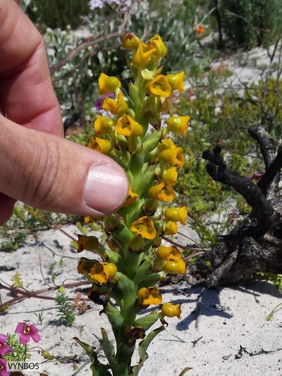 Corycium crispum, photographed by Chris Vynbos