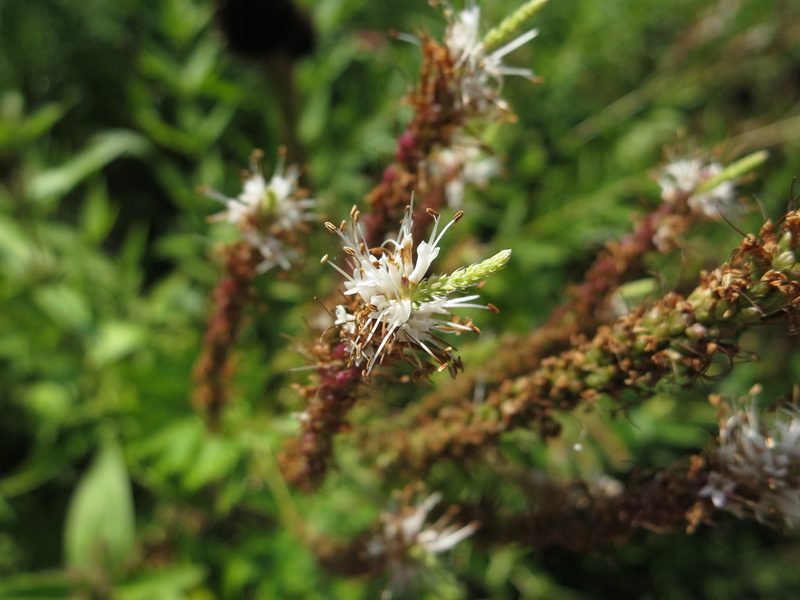 Veronicastrum virginicum, photographed by Alby Penney