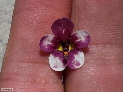 Diascia capensis, photographed by Chris Vynbos