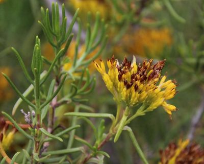 Pteronia paniculata, photographed by Tony Rebelo